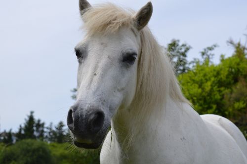 horse white mold