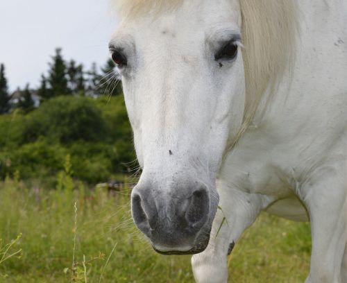 horse white white horse