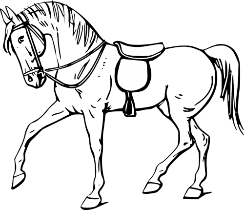 horse horsemanship saddle