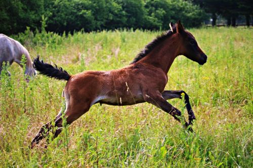 horse foal brown mold