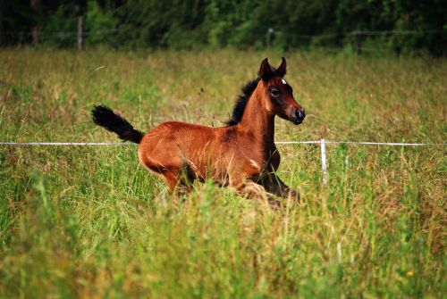 horse foal brown mold