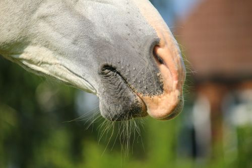 horse mold nostrils