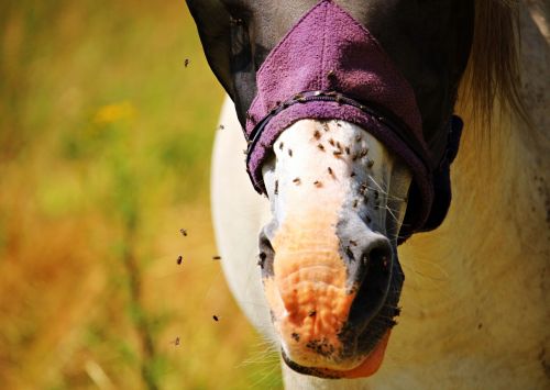 horse nostrils mold