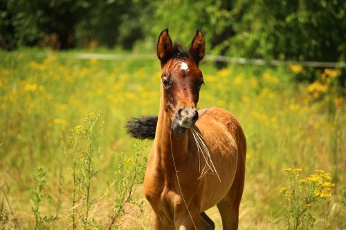 horse foal brown mold