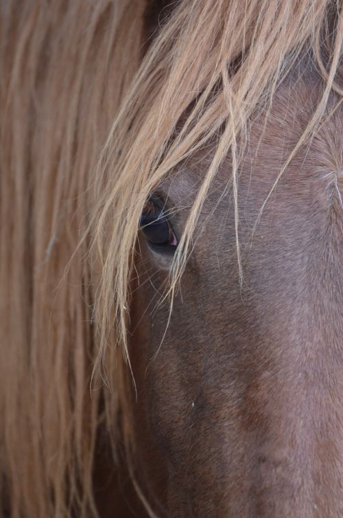 horse brown horse head