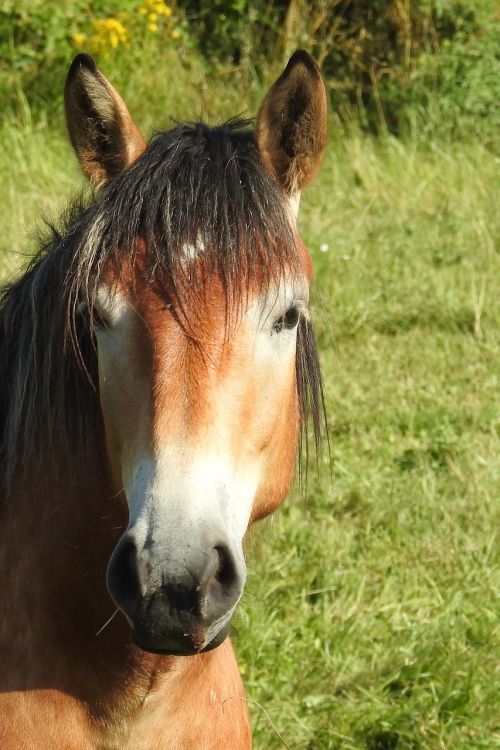 horse cold blooded animals pasture