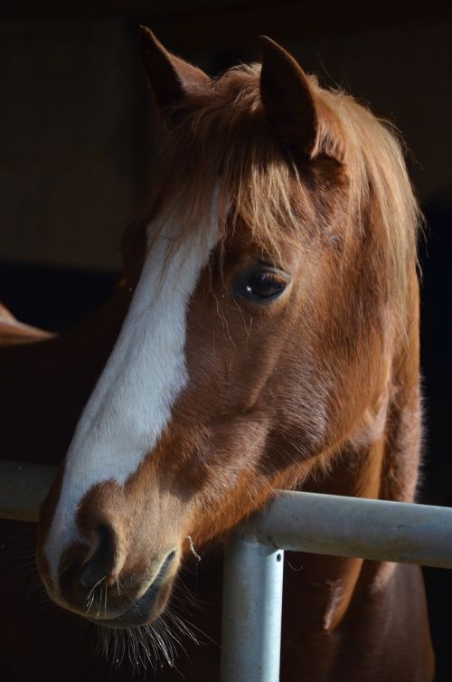 horse brown horse eyes