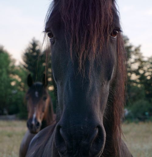 horse horse head animal portrait