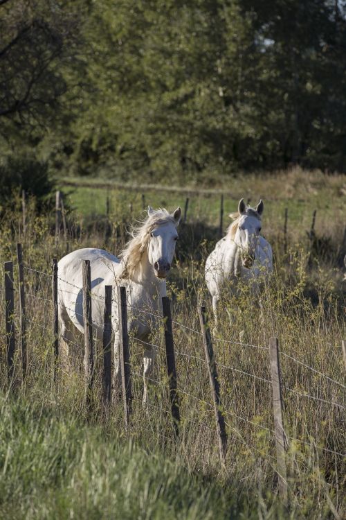 horse provence sun