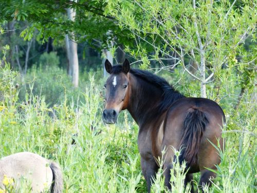 horse green landscape