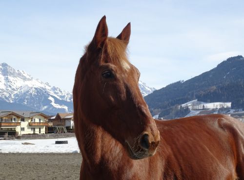 horse fuchs snow