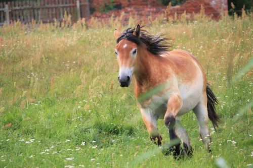 horse cold blooded animals annual