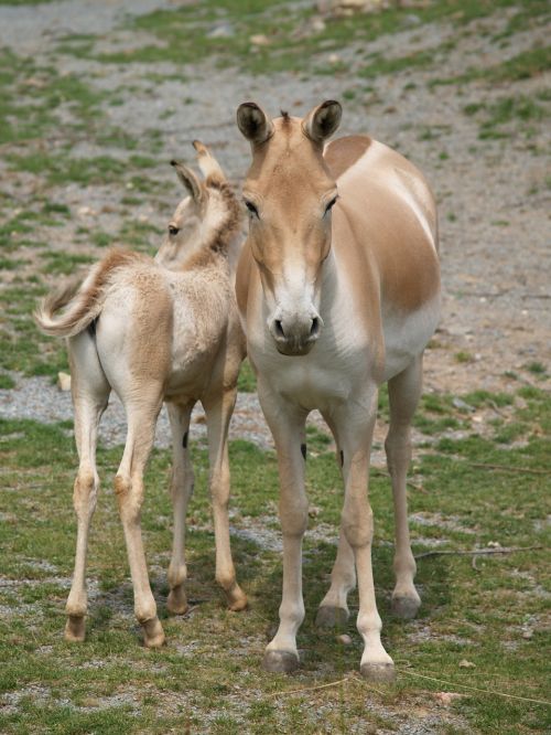 horse mare foal