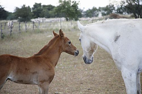 horse foal mare