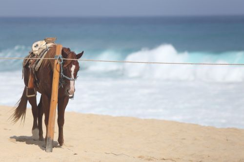 horse beach cabo