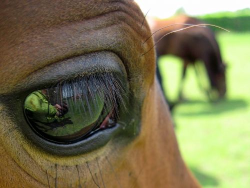 horse eye pasture