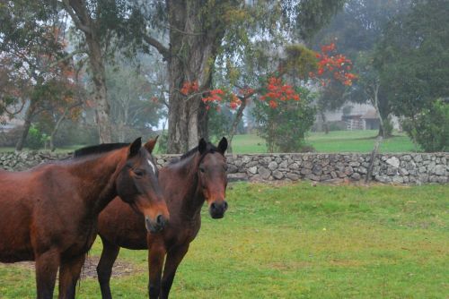 horse field rural