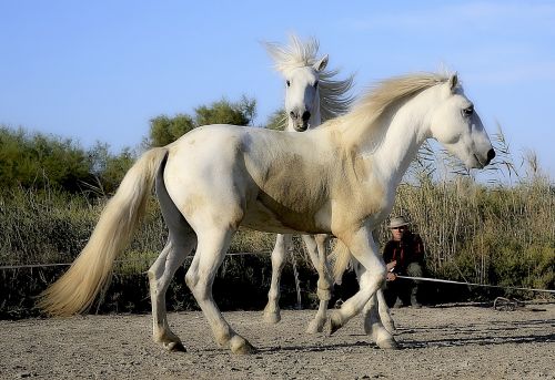 horse standard blond mane