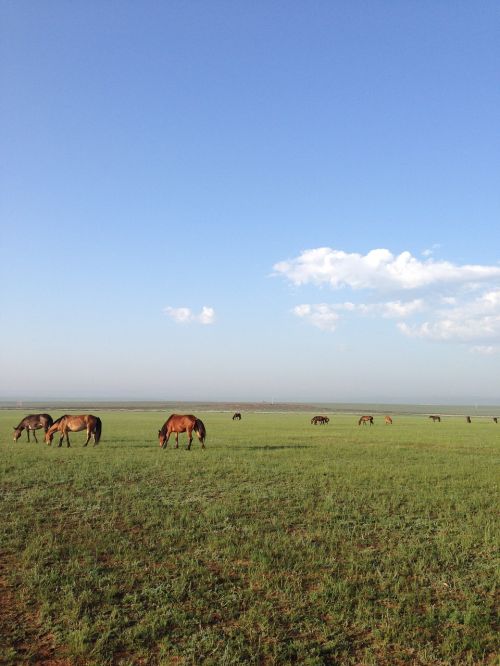 horse prairie blue sky