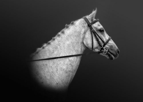 horse equestrian equine