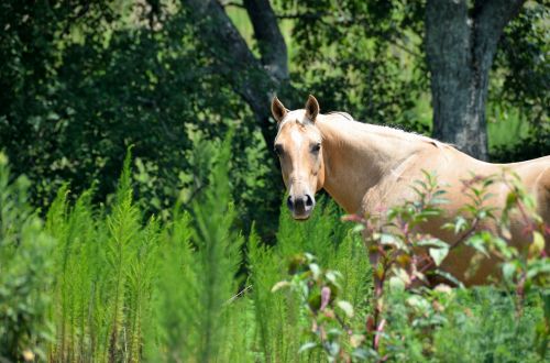 horse beauty ranch