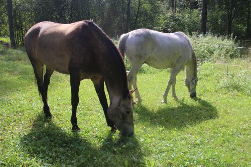 horse horses grass