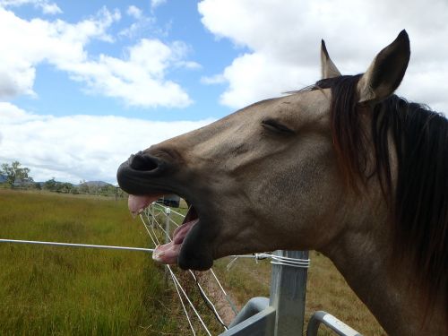 horse laughter animal