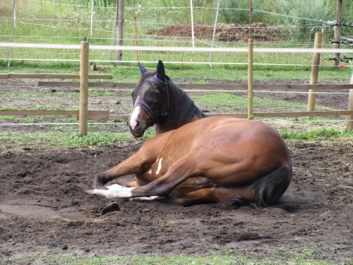horse coupling concerns