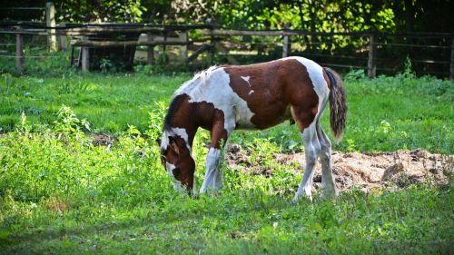 horse foal animal