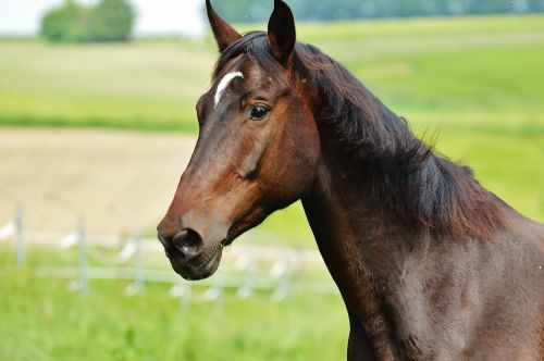 horse coupling stallion