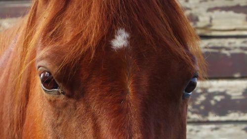 horse horses horsehead