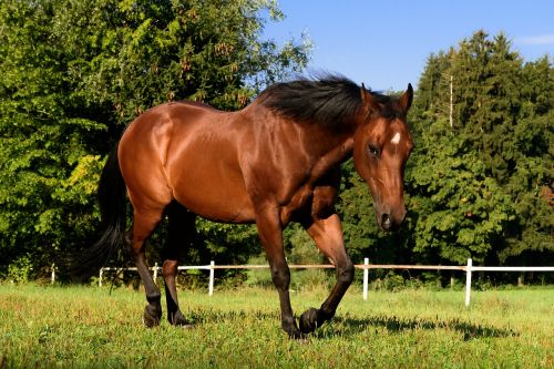 horse quarterhorse brown