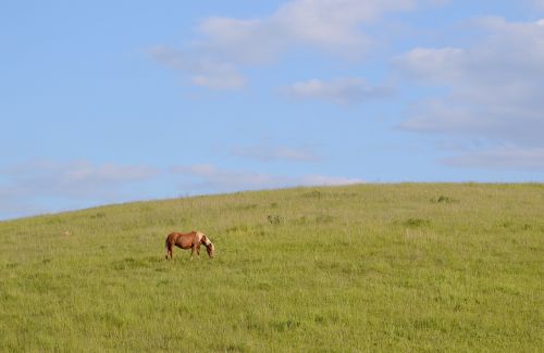 horse animal landscape