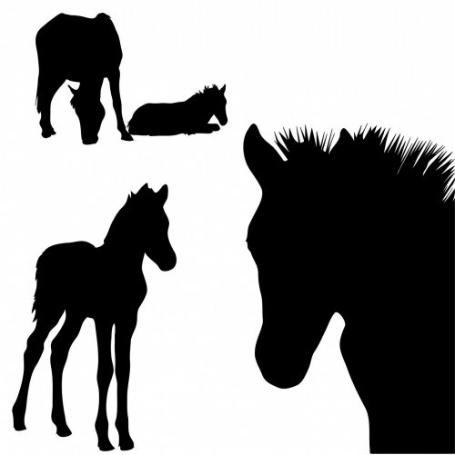 horse horses foal