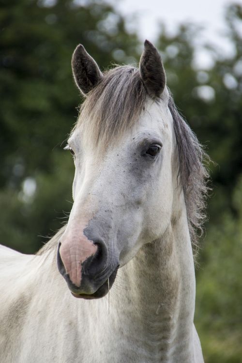 horse white horse irish horse
