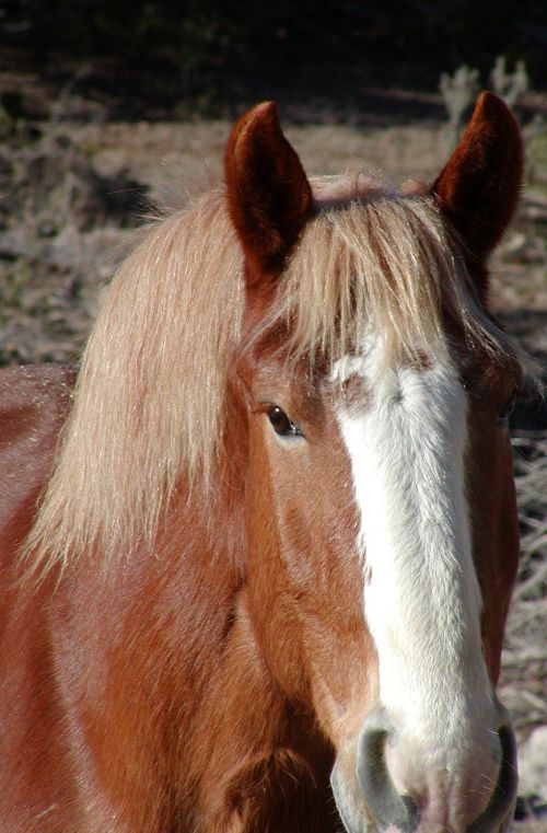 horse equine equestrian