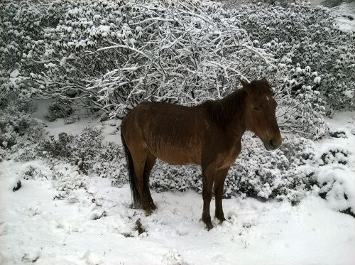 horse snow himalayas