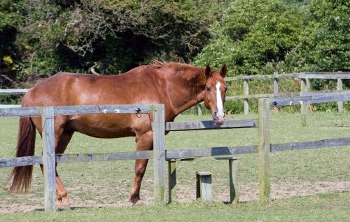 horse chestnut horse chestnut