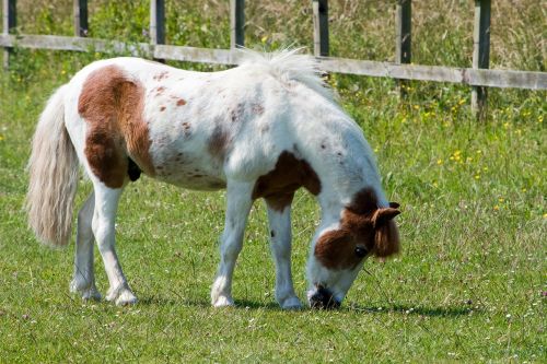 horse pony grazing