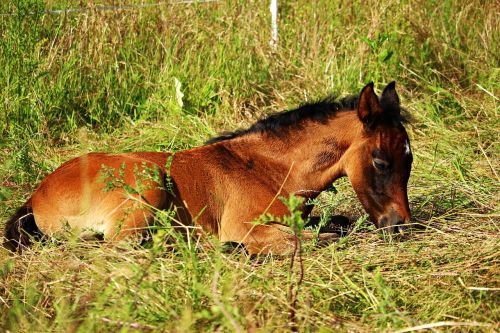 horse foal thoroughbred arabian