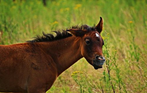 horse foal thoroughbred arabian