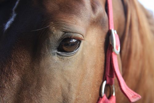 horse head close up