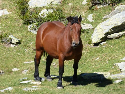 horse pyrenees high mountain