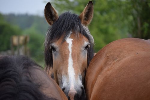 horse curious tight