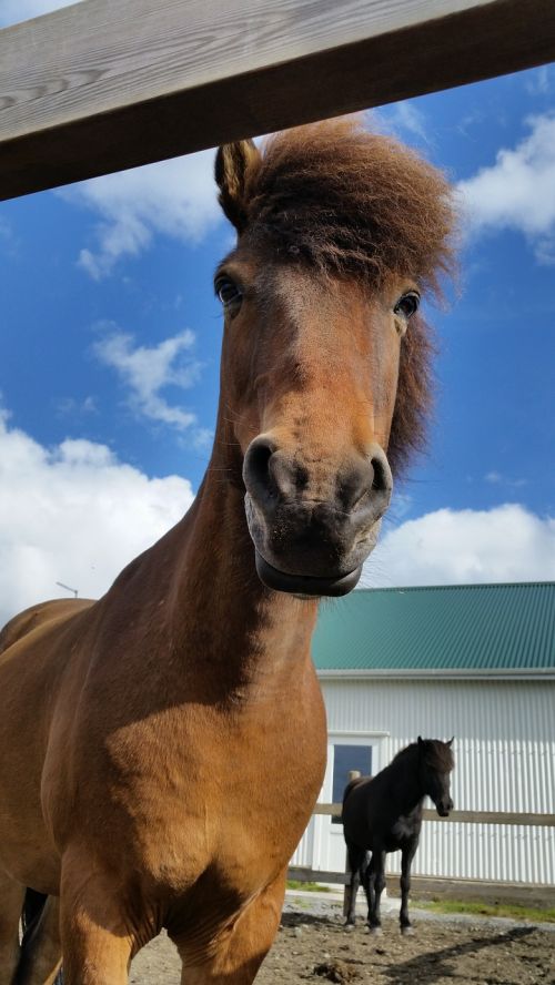 horse iceland icelandic