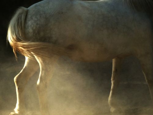 horse animal white
