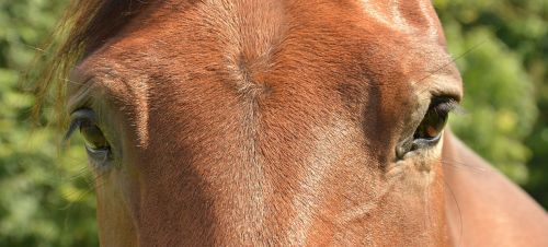 horse eye paardenoog