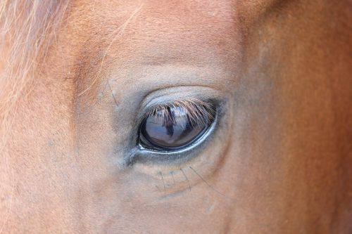 horse eye brown horse
