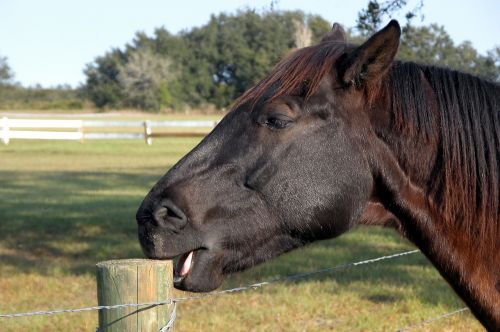 horse chewing post