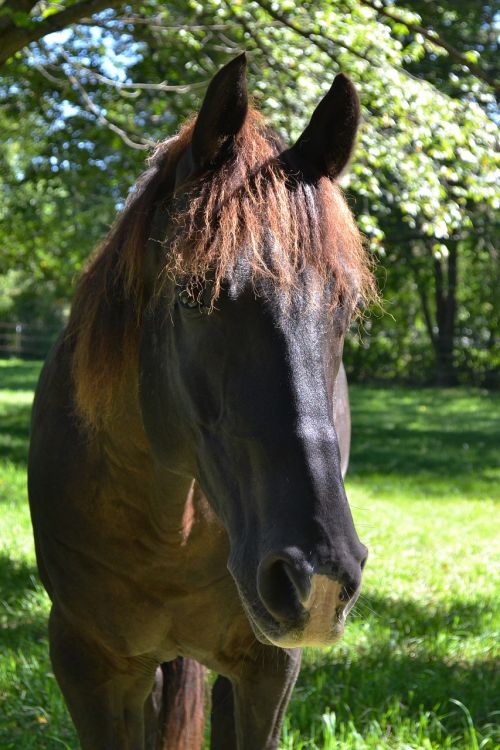horse black horse equine